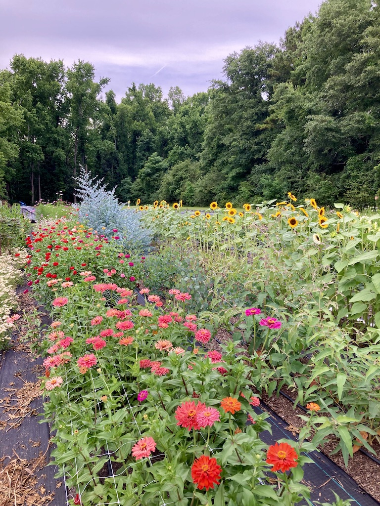 zinnia aisle