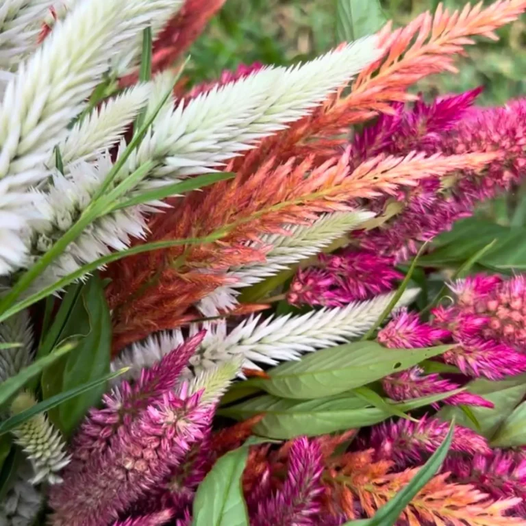 organically grown floral arrangement